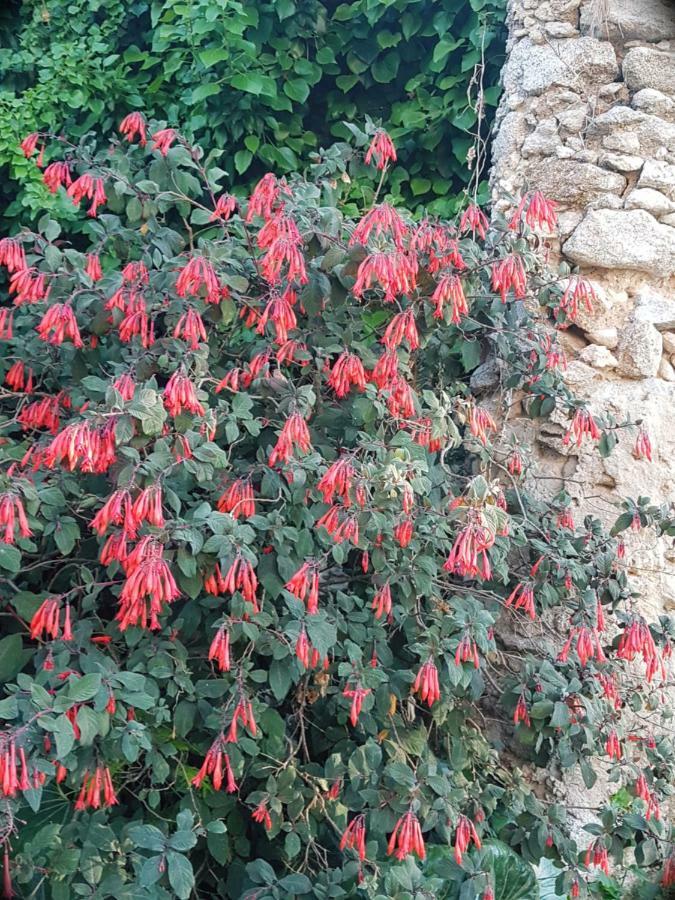 Flowery Tropea Apartment Екстер'єр фото